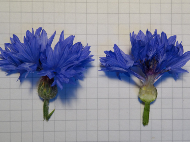 Василек синий - Centaurea cyanus