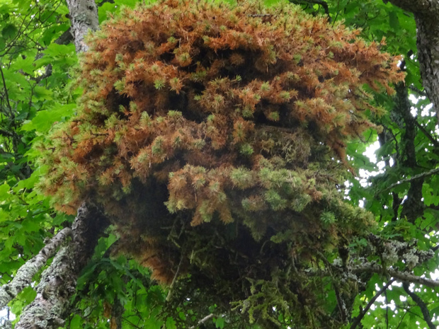 Лиственница европейская - Larix decidua