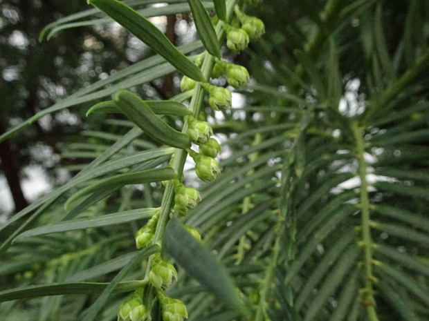 Головчатотисс Харрингтона - Cephalotaxus harringtonii