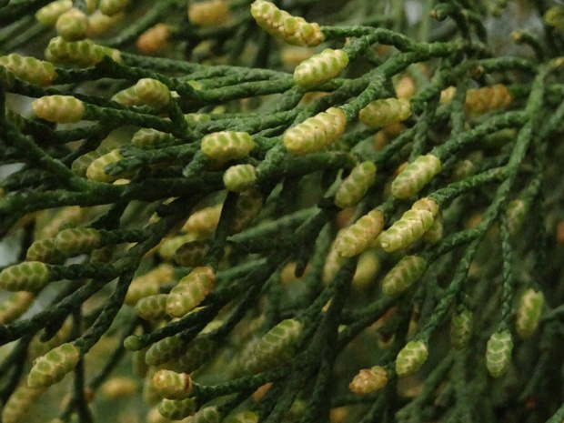 Кипарис вечнозеленый - Cupressus sempervirens