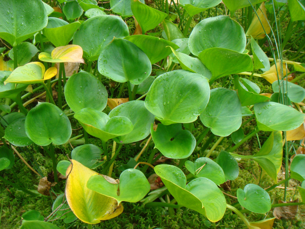 Аронник пятнистый - Arum maculatum