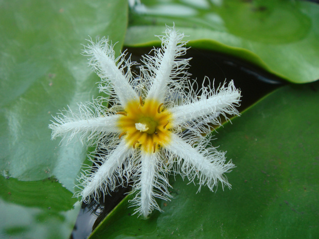 Болотноцветник Гумбольта - Nymphoides humboldtiana