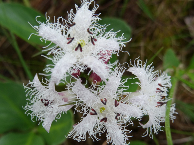 Вахта трёхлистная - Menyanthes trifoliata