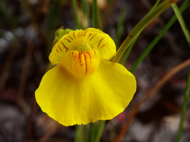 Пузырчатка обыкновенная - Utricularia vulgaris