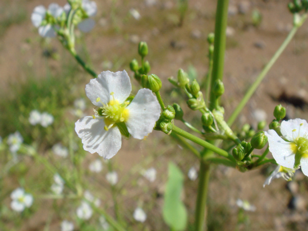 Частуха обыкновенная, подорожниковая - Alisma plantago-aquatica