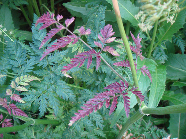 Сиреневый аномальный цвет листа - Phytoplasma