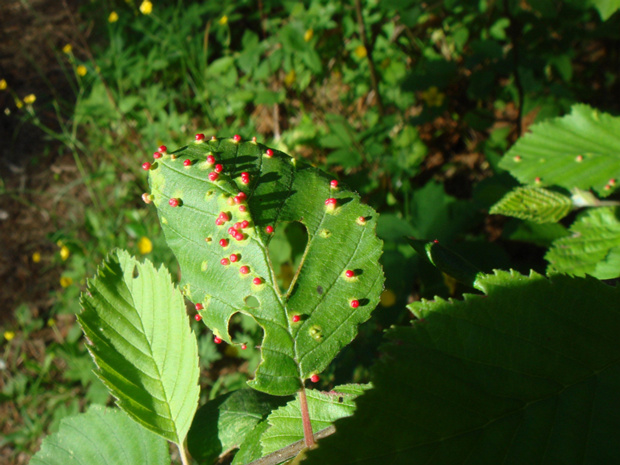 Красные круглые маленькие галлы - Eriophyes brevitarsus