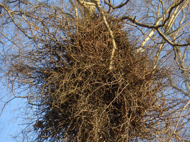 Берёза повислая - Betula pendula