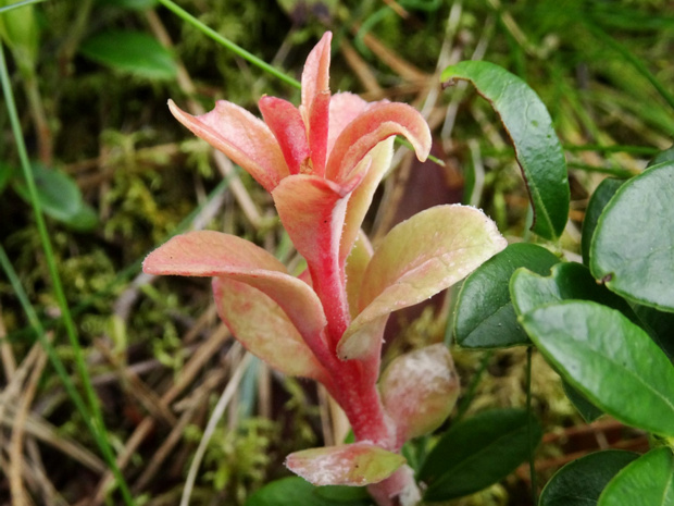 Брусника - Vaccinium vitis-idaea