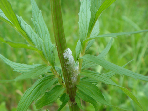 Валериана лекарственная - Valeriana officinalis