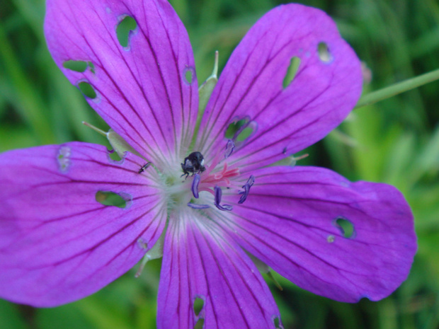 Герань лесная - Geranium sylvaticum