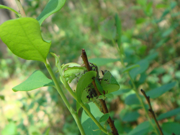 Голубика обыкновенная - Vaccinium uliginosum