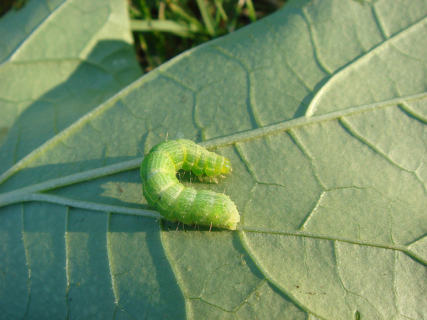 Дурман обыкновенный - Datura stramonium