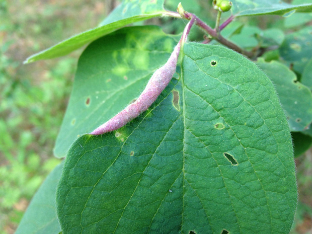 Жимолость обыкновенная - Lonicera xylosteum