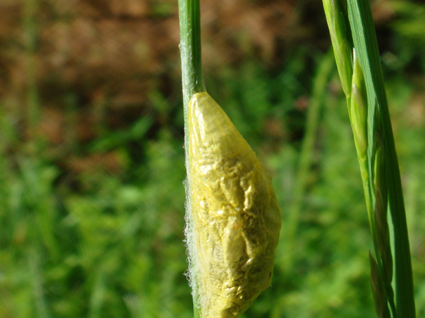 Злак - Poaceae sp