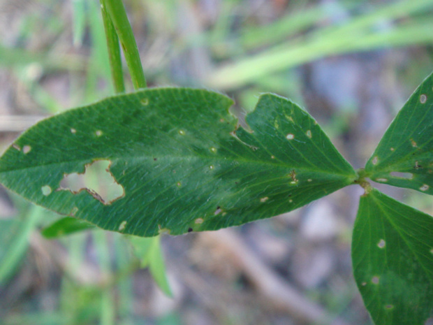 Клевер - Trifolium spp