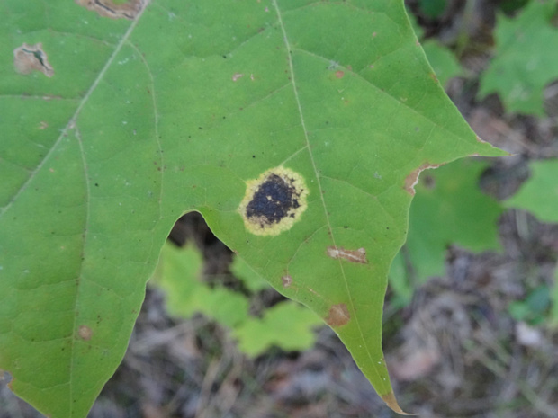 Клён остролистный - Acer platanoides