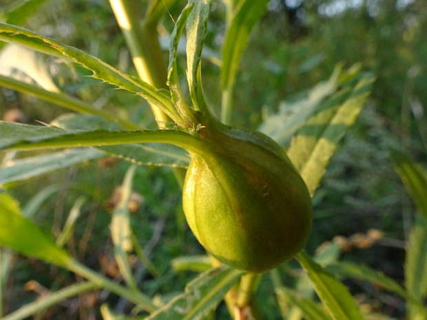 Пестрокрылка бодяковая - Urophora cardui