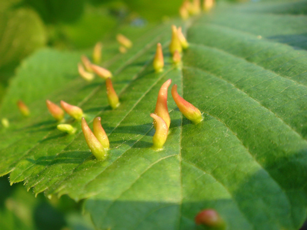 Липовый галловый клещ - Eriophyes tiliae