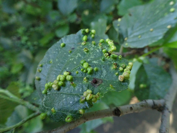 - Eriophyes laevis