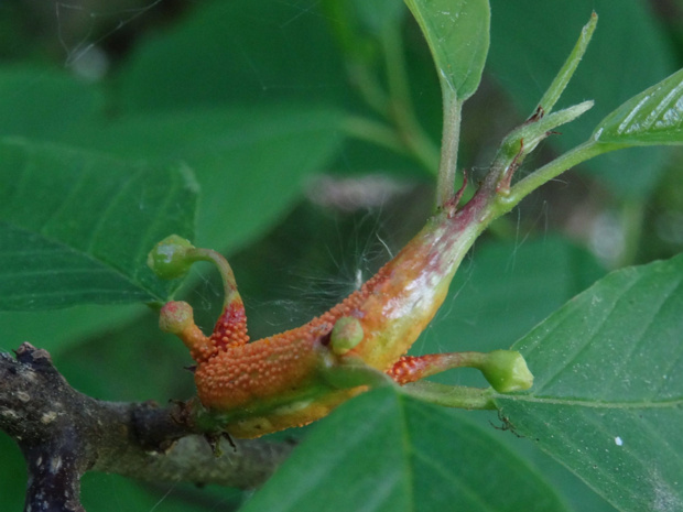 Крушина ломкая - Frangula alnus