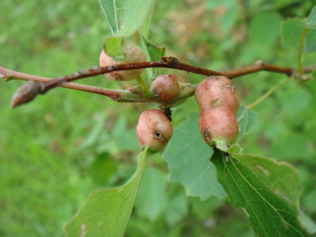 Осина - Populus tremula