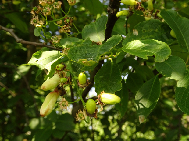 Черемуха обыкновенная - Prunus padus