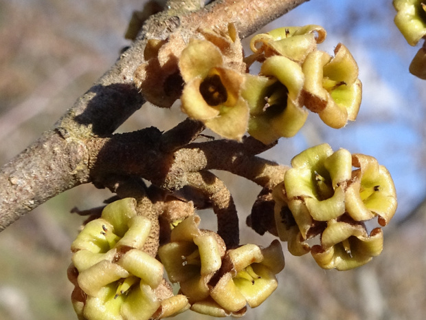 Гамамелис виргинский - Hamamelis virginiana