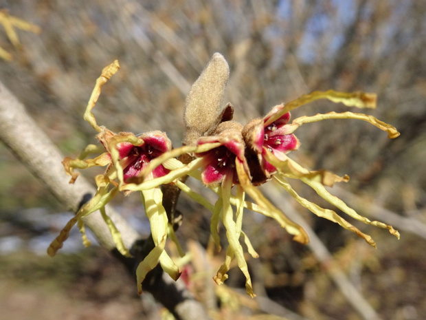 Гамамелис японский 'Цуккариниана' - Hamamelis japonica 'Zuccariniana'