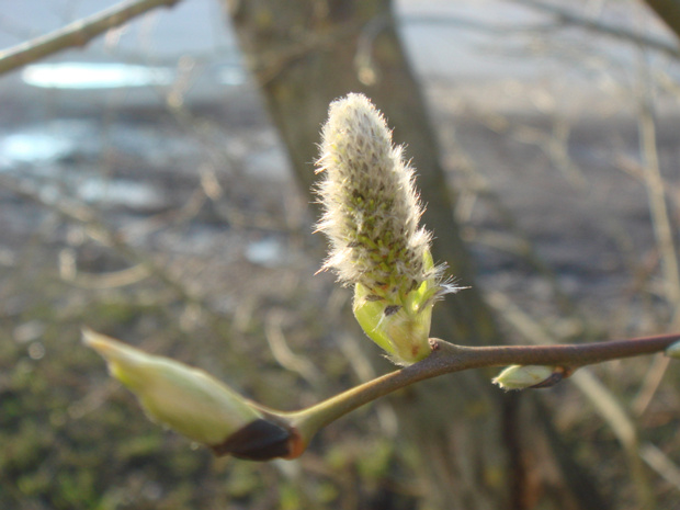 Ива козья разнв. козья - Salix caprea var. caprea