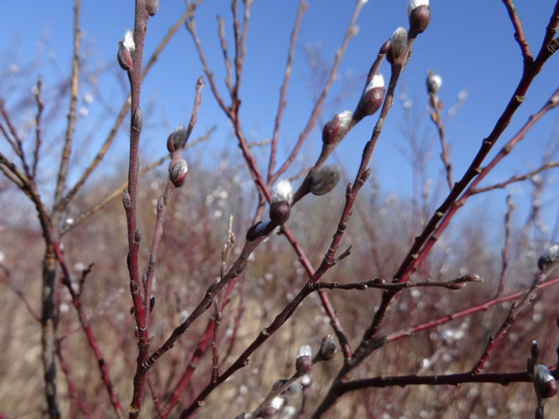 Ива розмаринолистная - Salix rosmarinifolia