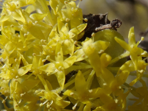 Кизил обыкновенный - Cornus mas