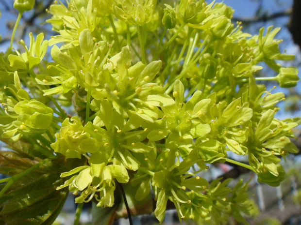 Клён остролистный - Acer platanoides