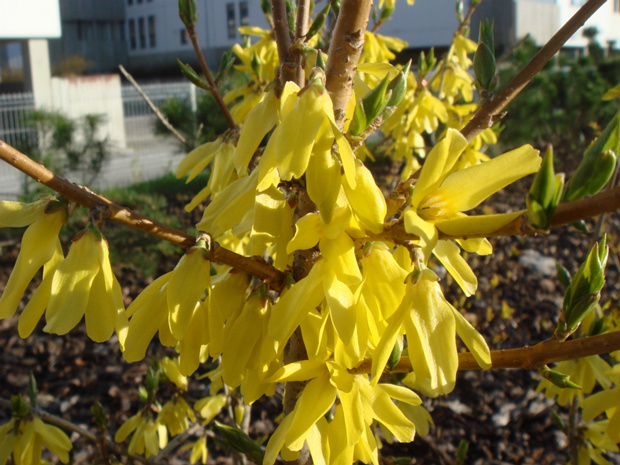 Форзиция европейская - Forsythia europaea