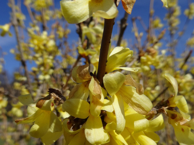 Форзиция манчжурская - Forsythia mandshurica