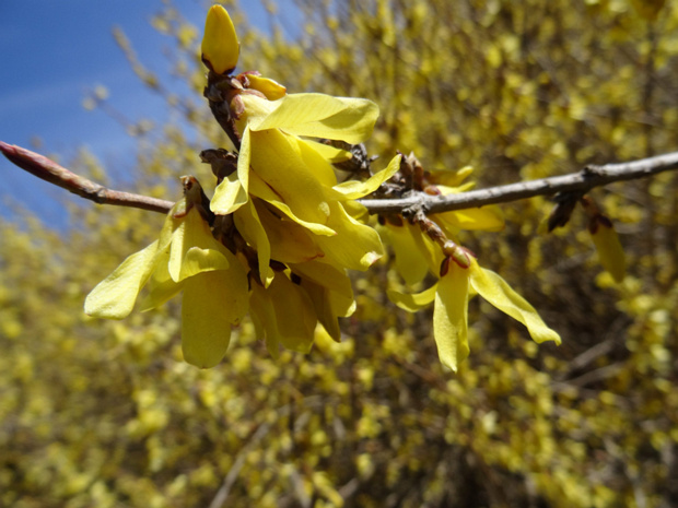 Форзиция яйцевидная - Forsythia ovata