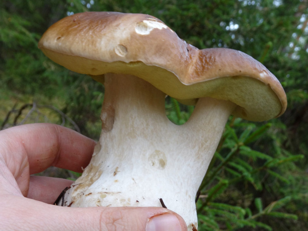 Белый гриб - Boletus edulis