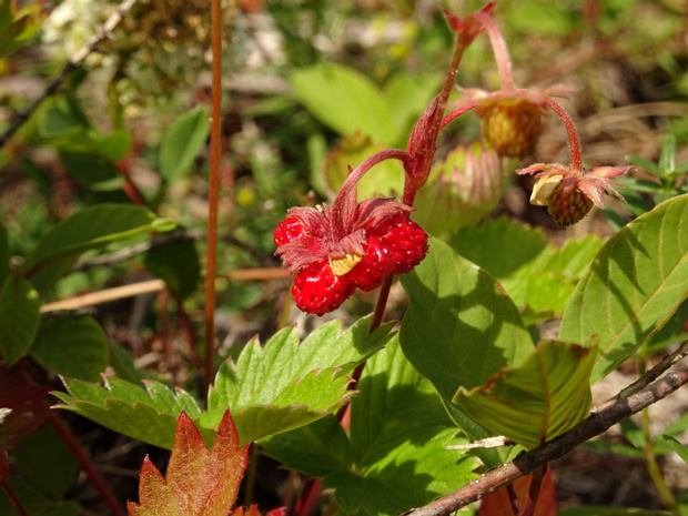 Земляника лесная - Fragaria vesca