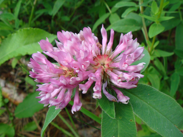 Клевер альпийский - Triffolium alpestre