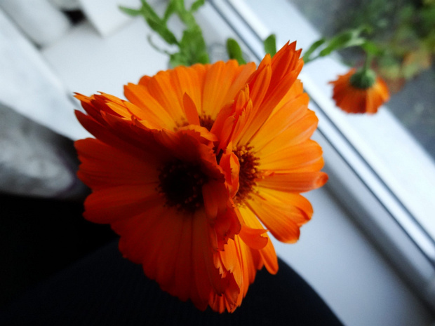 Ноготки, Календула лекарственная - Calendula officinalis