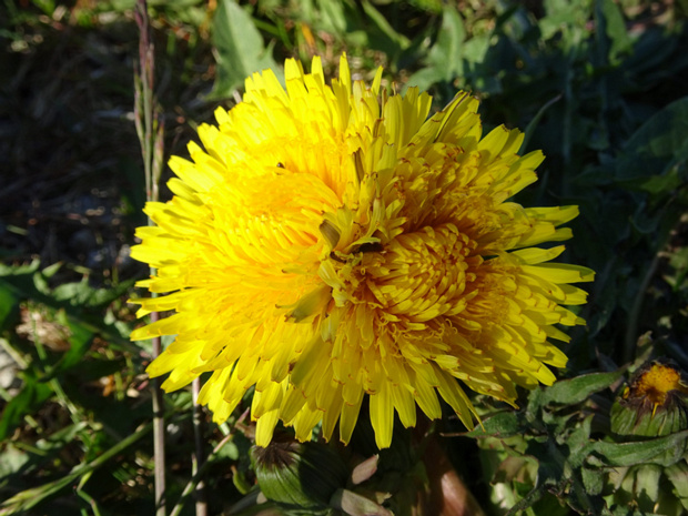 Одуванчик лекарственный - Taraxacum officinale