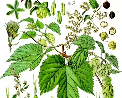 Humulus_lupulus_-_Köhler–s_Medizinal-Pflanzen-072