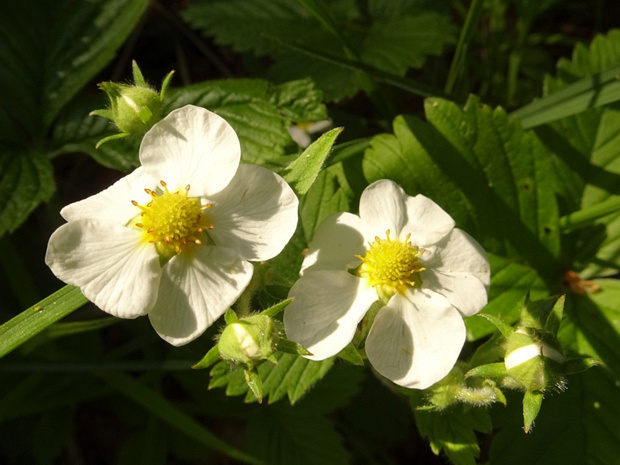 Земляника мускусная, Клубника, Шпанка - Fragaria moschata