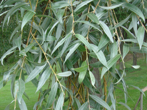 Ива белая разнв. блестящая - Salix alba var. sericea