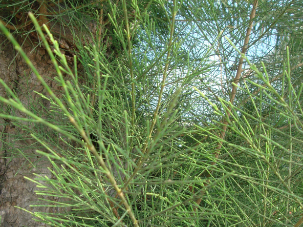 Казуарина хвощевидная - Casuarina equisetifolia