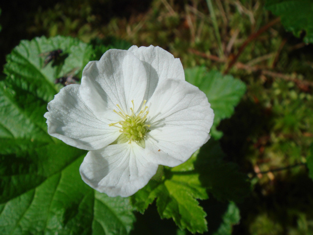 Морошка - Rubus chamaemorus