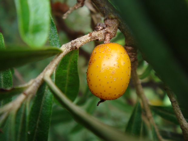 Облепиха крушиновидная - Hippophae rhamnoides