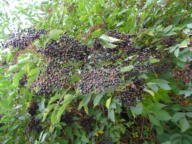 Бузина черная - Sambucus nigra