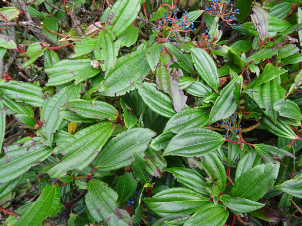 Калина Давида - Viburnum davidii