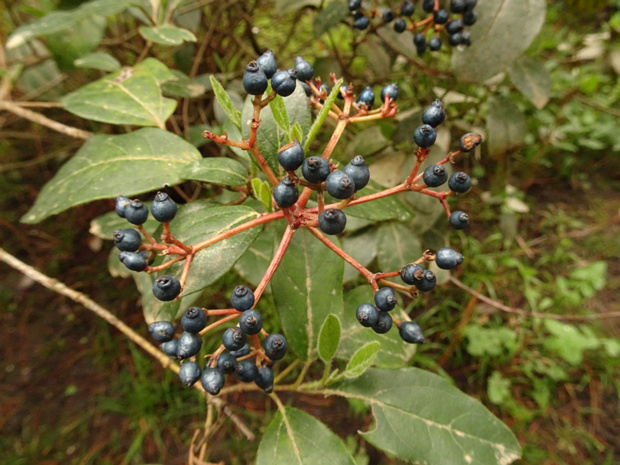 Калина лавролистная - Viburnum tinus